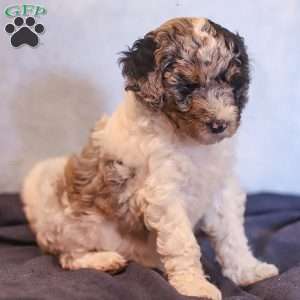 Emma, Mini Bernedoodle Puppy